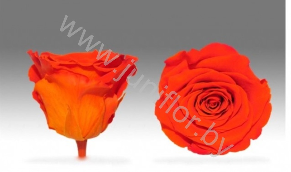 Стабилизированная роза Rose pr BIC-01