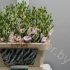 Эустома Lisi du Arena L Pink Эустома Lisi du Arena L Pink