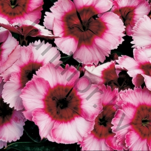 Гвоздика Dianthus Chinensis Super Parfait Raspberry