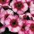 Гвоздика Dianthus Chinensis Super Parfait Raspberry Гвоздика Dianthus Chinensis Super Parfait Raspberry