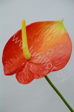 Антуриум Tropical