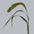 Setaria_Italica.jpg Сетария Setaria Italica
