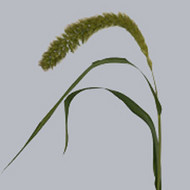 Сетария Setaria Italica
