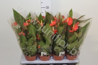 Антуриум Ariane Orange