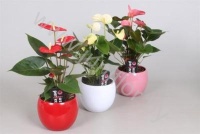 Антуриум XL-Flower Mix In BolPot