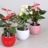 Антуриум XL-Flower Mix In BolPot