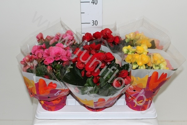 Бегония Elite Mix