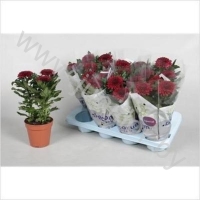 Хризантема Nova Zembla Barca