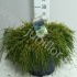 Кипарис Chamaecyparis Sungold