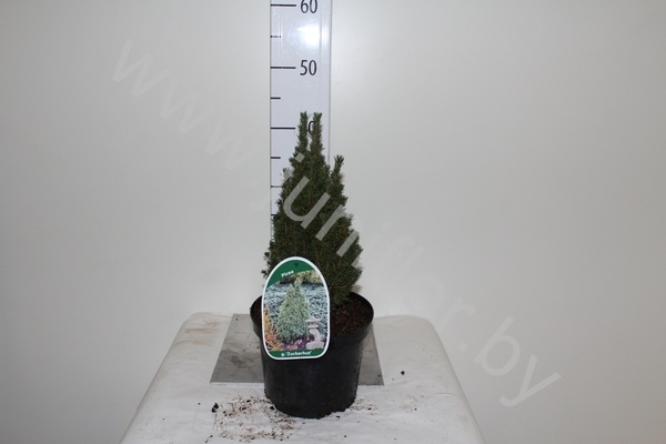 Ель Picea Zuckerhut