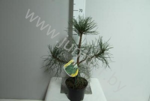 Ель Pinus Nigra Nigra