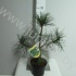 Ель Pinus Nigra Nigra Ель Pinus Nigra Nigra