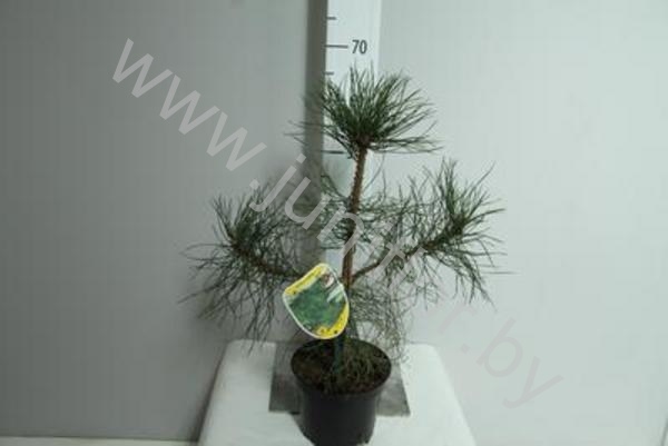 Ель Pinus Nigra Nigra