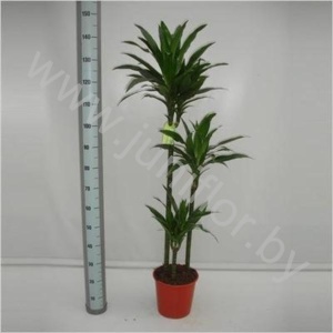 Драцена Dracaena Janet Craig 90-60-30