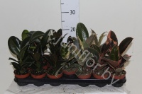 Фикус Ficus Elastica Mix