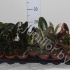 Фикус Ficus Elastica Mix Фикус Ficus Elastica Mix