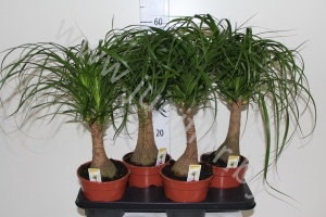 Нолина Nolina Beaucarnea Rechte Stam