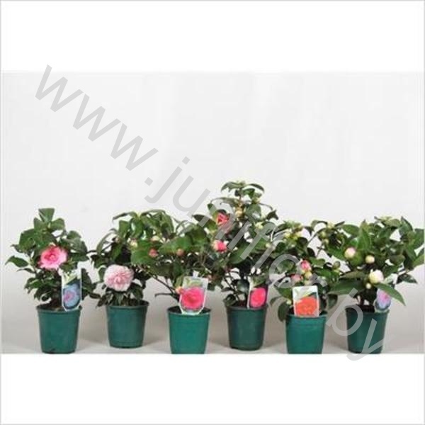 Камелия Camellia Japonica Gemengd