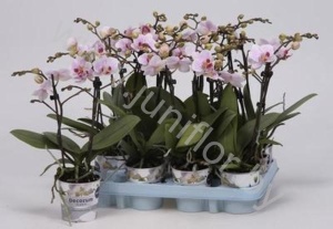 Фаленопсис Phal Kolibri Japan 2 tak