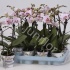 Фаленопсис Phal Kolibri Japan 2 tak Фаленопсис Phal Kolibri Japan 2 tak