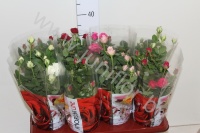 Роза Amorosa Gemengd