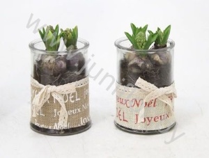 Гиацинт Jute Joyeux Noel Glass+hyacint