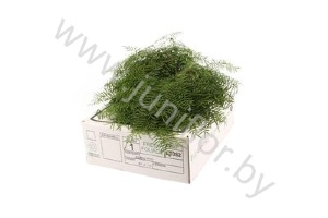 Корал Ферн Gr Koraal Fern
