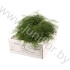 Корал Ферн Gr Koraal Fern Корал Ферн Gr Koraal Fern