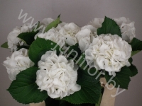 Гортензия Hydrangea White