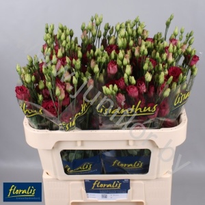 Эустома Lisi du Arosa Red