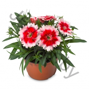 Гвоздика Dianthus Chinensis Super Parfait Red