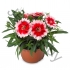 Гвоздика Dianthus Chinensis Super Parfait Red Гвоздика Dianthus Chinensis Super Parfait Red