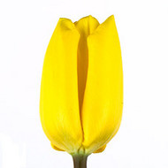 Тюльпан Yellow Flight