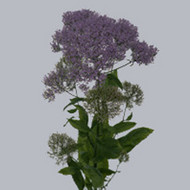 Трахелиум Trachelium Blue 