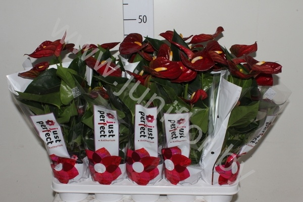 Антуриум Arion (Brown)