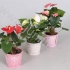 Антуриум XL-Flower Mix In BambooPot Антуриум XL-Flower Mix In BambooPot