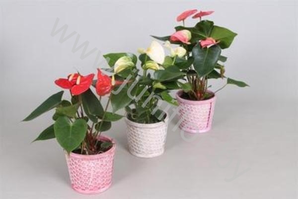 Антуриум XL-Flower Mix In BambooPot Антуриум XL-Flower Mix In BambooPot
