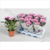 Хризантема Nova Zembla Desna