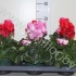 Цикламен Cyclamen Cyclone Mix Цикламен Cyclamen Cyclone Mix
