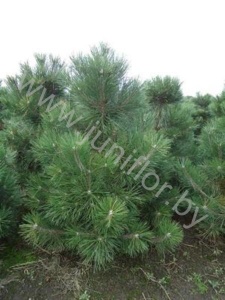 Ель Pinus Nigra Nigra