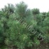 Ель Pinus Nigra Nigra Ель Pinus Nigra Nigra