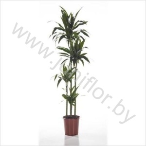 Драцена Dracaena Janet Craig 120-90-60-30
