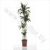 Драцена Dracaena Janet Craig 120-90-60-30 Драцена Dracaena Janet Craig 120-90-60-30