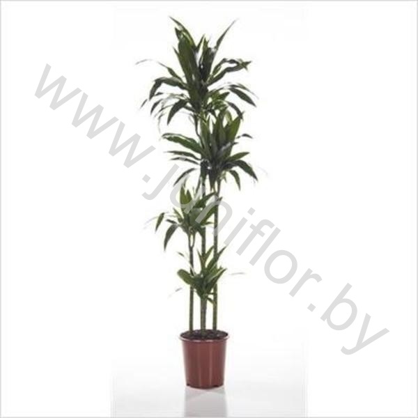 Драцена Dracaena Janet Craig 120-90-60-30