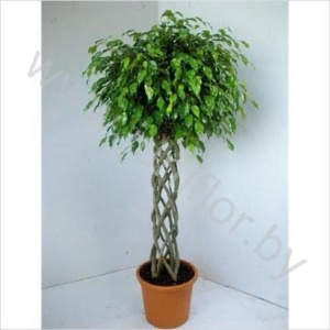 Фикус Ficus Exotica Cylinder