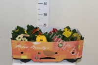 Гербера Gerbera Patio Beauty mix 2+fl