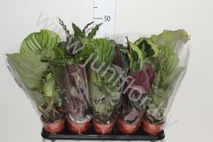 Калатея Calathea Mix