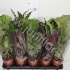 Калатея Calathea Mix Калатея Calathea Mix