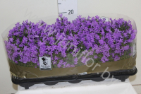 Колокольчик Campanula Port Blue