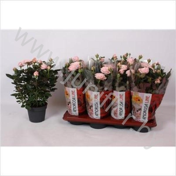 Роза Amorosa Infinity Pink
